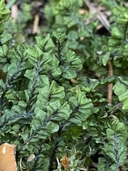 Plagiochila porelloides