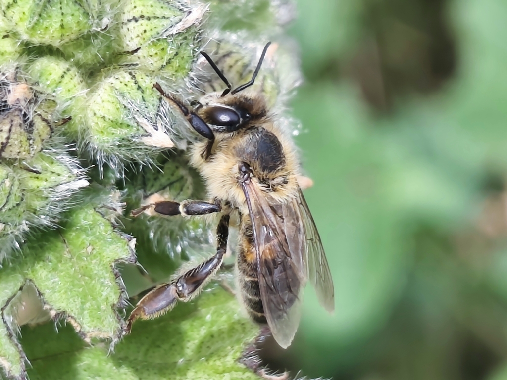 Western Honey Bee from Pueb Aija, Aija 02610, Perú on May 3, 2026 at 10 ...