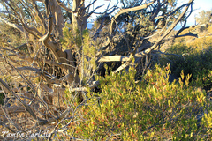 Dodonaea viscosa