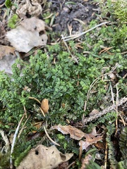 Plagiochila porelloides