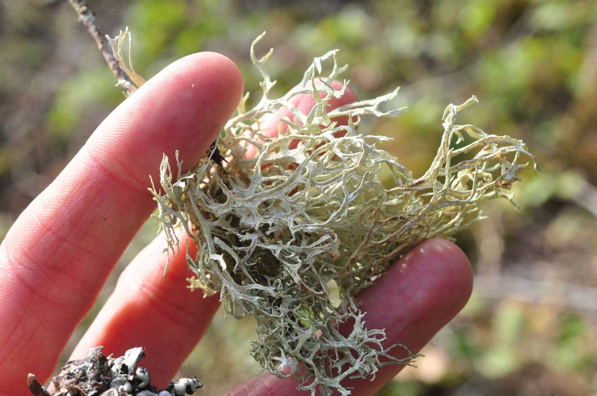 Evernia prunastri image