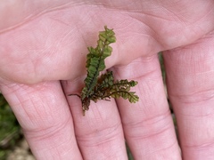 Plagiochila porelloides