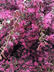 Loropetalum