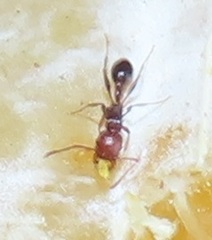 Tetramorium sericeiventre