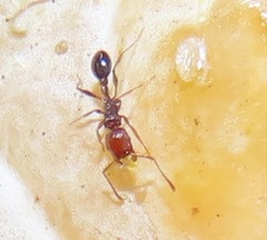Tetramorium sericeiventre