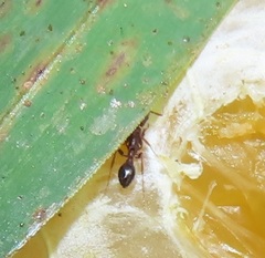 Tetramorium sericeiventre