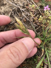 Bromus arizonicus