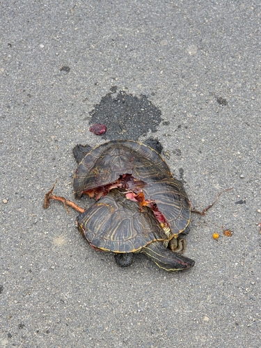 iNaturalist observation photo of Red-eared Slider