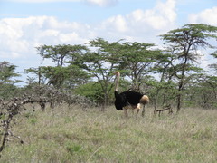 Struthio camelus massaicus