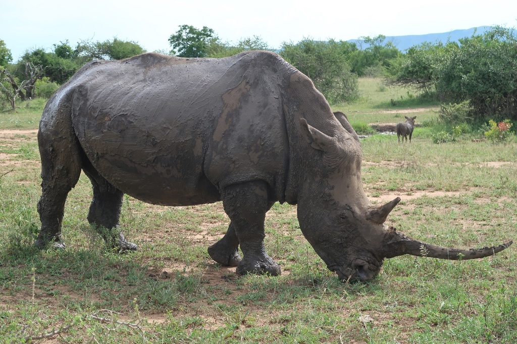 Rinoceronte blanco (Ceratotherium simum)