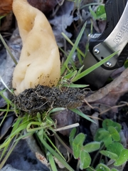 Morchella populiphila