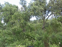 Cistus monspeliensis