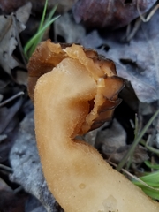Morchella populiphila