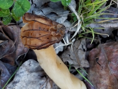 Morchella populiphila