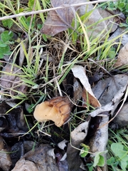 Morchella populiphila