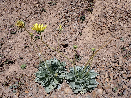 Enceliopsis covillei observed 2026-04-18