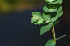 Euphorbia pycnostegia