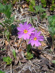 Primula cuneifolia