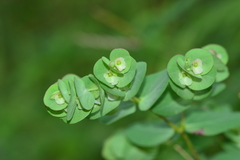 Euphorbia pycnostegia