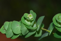 Euphorbia pycnostegia