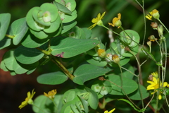Euphorbia pycnostegia