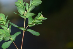 Euphorbia pycnostegia