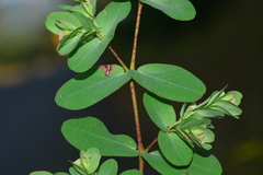 Euphorbia pycnostegia