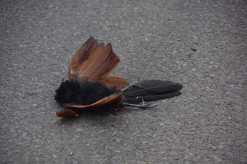 Greater Coucal