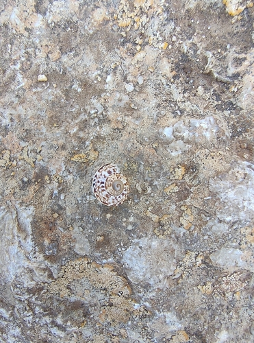 Marmorana serpentina