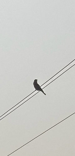 Indian Roller