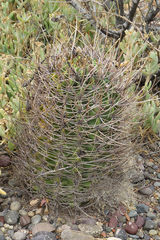 Echinopsis leucantha