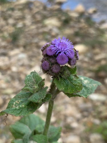 Ageratum houstonianum