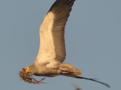 Neophron percnopterus