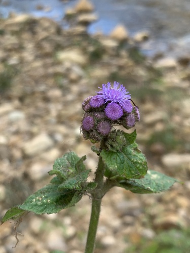 Ageratum houstonianum