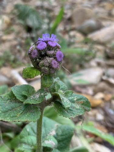 Ageratum houstonianum