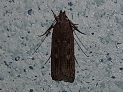 Helcystogramma triannulella