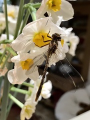 Phanogomphus lividus