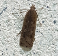 Helcystogramma triannulella