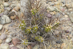 Maihueniopsis hickenii