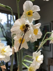 Phanogomphus lividus