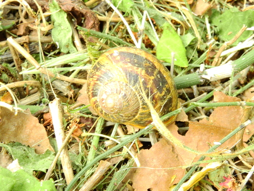 Cornu aspersum