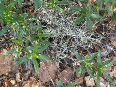 Rumex induratus