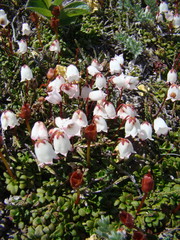 Cassiope lycopodioides