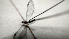 Croce filipennis