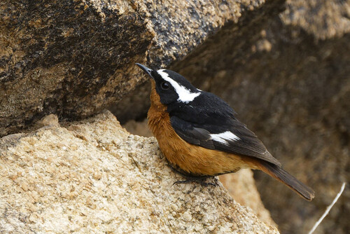 Moussier's Redstart