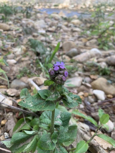 Ageratum houstonianum
