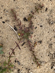 Camissoniopsis lewisii
