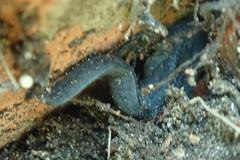 Ichthyosaura alpestris alpestris
