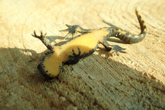 Ichthyosaura alpestris alpestris