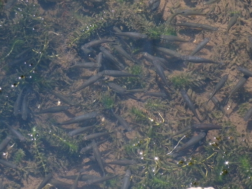 Pseudoxiphophorus bimaculatus